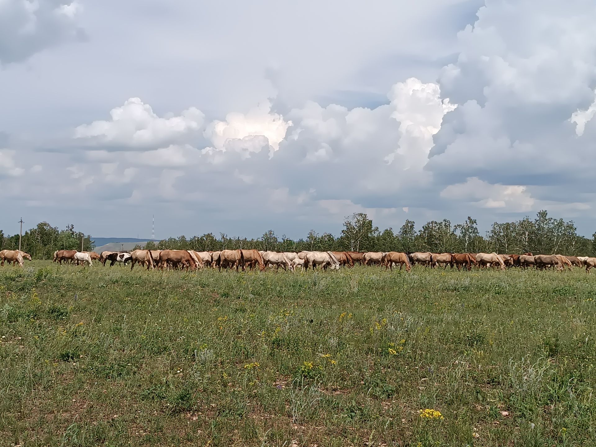 «Алмакай» ат утарына сәяхәт