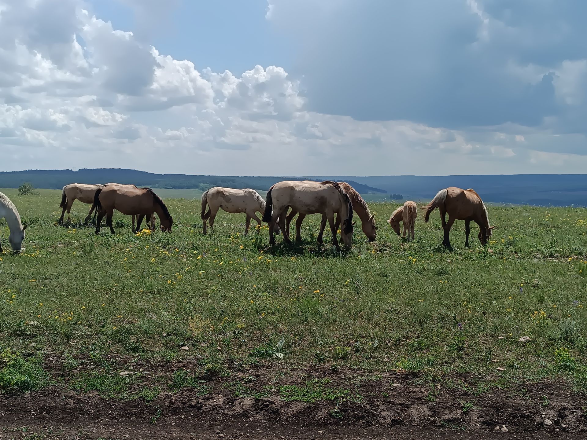 Тауларга атлар хуҗа...