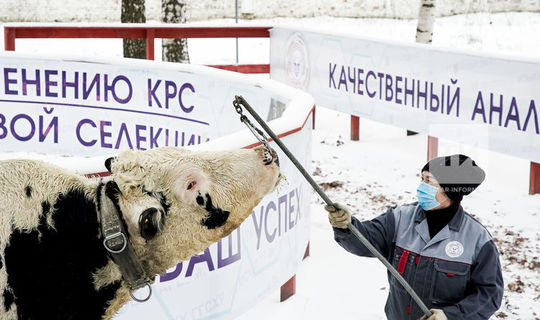 «Үгез – үчле хайван», яки тәмәке исен яратмаучы һәм кәнфит ашаучы ел символы турында