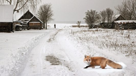 Төлке күзе яисә “Ничек шулай?”