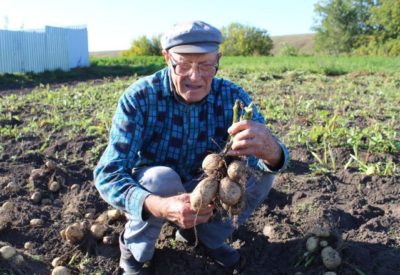 Кукмара районыннан Камил Хәмзин бәрәңге алмасы орлыгыннан икенче икмәк үстерә