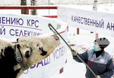 «Үгез – үчле хайван», яки тәмәке исен яратмаучы һәм кәнфит ашаучы ел символы турында